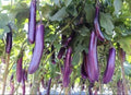 Asian Eggplant Seeds - Long Purple Aubergine Non-GMO Heirloom Solanum melongena, 30+ Pack