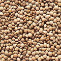 Brown Lentil Seeds - 100+ Count for Gardening, Lens culinaris, Organic Daal Bean for Home Garden, Planting, Nutritious Pulses