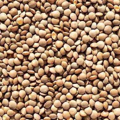 Brown Lentil Seeds - 100+ Count for Gardening, Lens culinaris, Organic Daal Bean for Home Garden, Planting, Nutritious Pulses