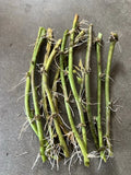 Rooted Sweet Potato Vine Cuttings - 10 Pack Ipomoea batatas Vegetable Climbing Vine for Gardening