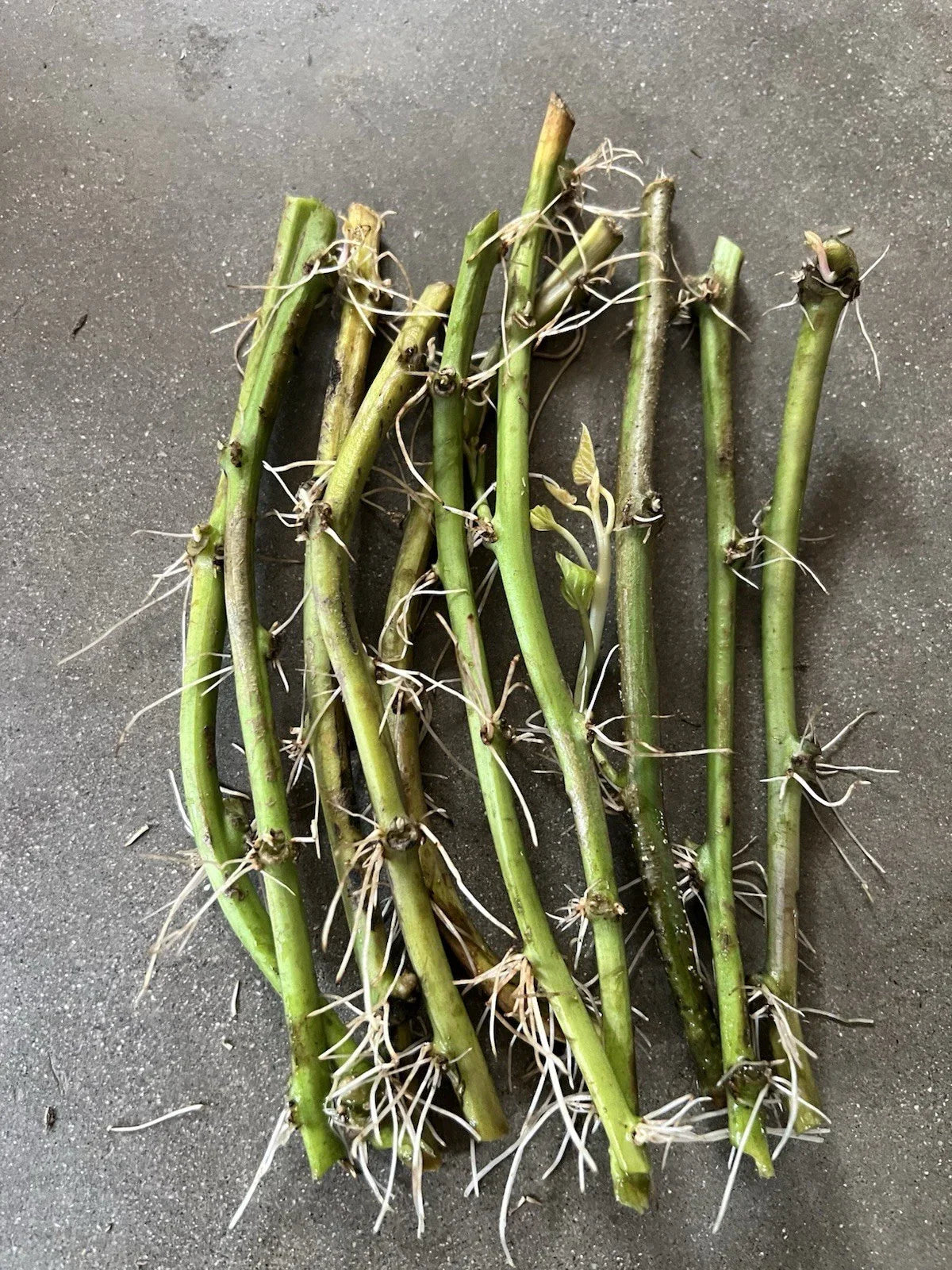 Rooted Sweet Potato Vine Cuttings - 10 Pack Ipomoea batatas Vegetable Climbing Vine for Gardening