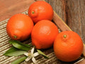 Duncan Grapefruit Seeds - 5+ Pack for Gardening - Citrus × paradisi - USA Grown, Juicy, Non-GMO, Full Sun Planting