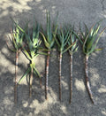 Torch Aloe Cuttings Lot of 6 | Aloe arborescens Succulent Garden Plants | Candelabra Aloe Propagation