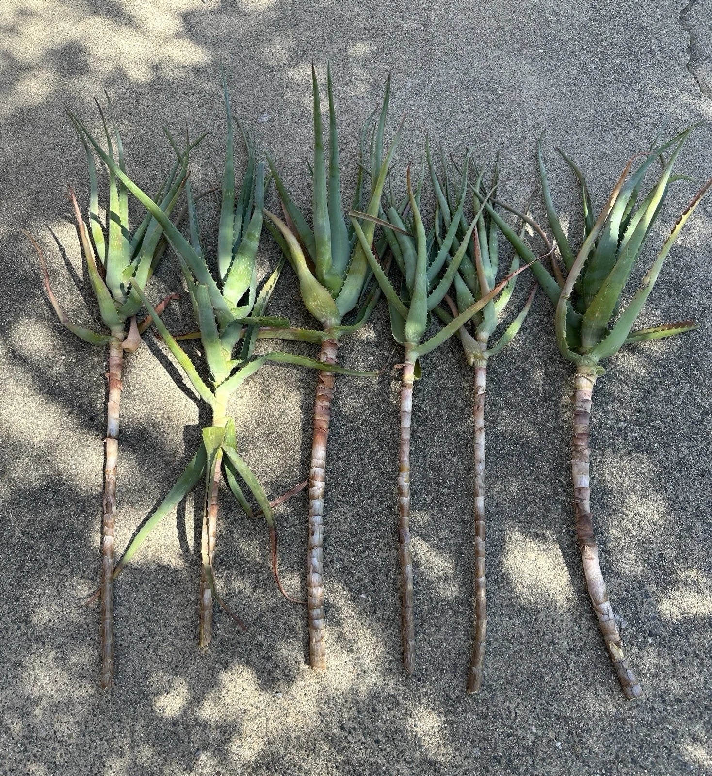 Torch Aloe Cuttings Lot of 6 | Aloe arborescens Succulent Garden Plants | Candelabra Aloe Propagation