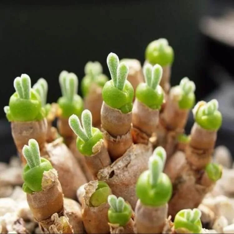 Monilaria Obconica Bunny Succulent Seeds - 100 Pack, Drought-Tolerant, Indoor & Outdoor Gardening, Unique Bunny Ear Shape