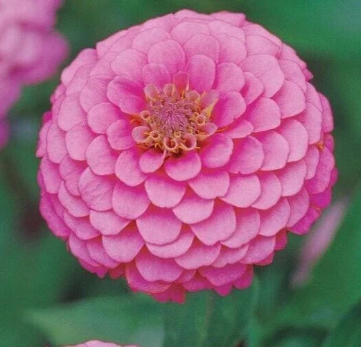 Pink Luminosa Zinnia Seeds - 200+ Annual Flower Seeds for Garden, Attracts Butterflies & Bees, Zinnia elegans