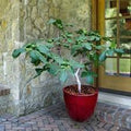 Dwarf Fig Tree Starter Plug - Fignomenal Variety Bare Root Fruit Tree Ficus carica