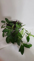Hoya Sp. aff. Burtoniae Plant in 5-Inch Pot, Tropical Indoor Houseplant, Easy Care, Fragrant Blooms, Trailing Vine