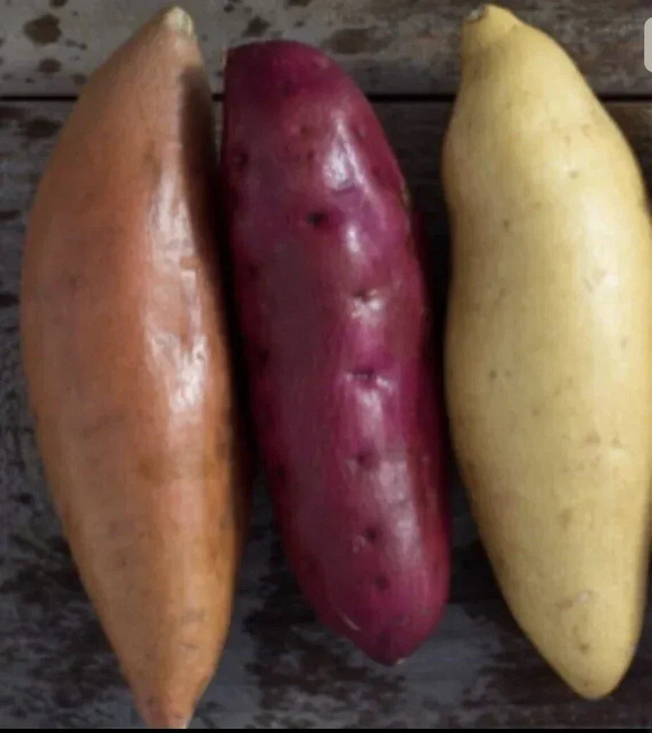 Sweet Potato Slips 12 Count Variety Beauregard Japanese Red White Ipomoea batatas Gardening Plants