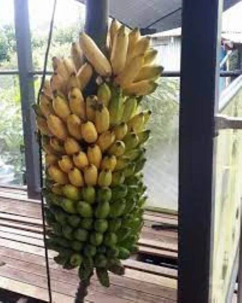 Pisang Ceylon Banana Tree Starter Plant - Small Rooted Musa acuminata - Tropical Fruit Plant for Garden or Container