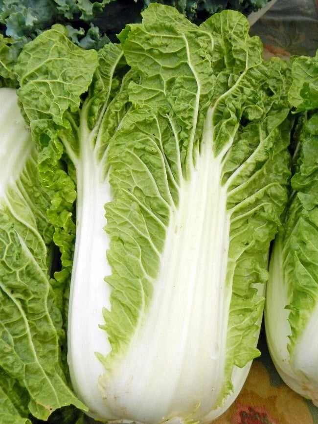 Michihili Chinese Cabbage Seeds - Heirloom Pak Choi, Brassica rapa var. chinensis, 200+ Seeds for Home Gardening