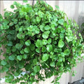 Swedish Ivy Live Plant 4-Inch Pot - Trailing Plectranthus australis Indoor Houseplant