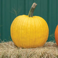 Organic Mellow Yellow Pumpkin Seeds - 10 Pack, Cucurbita pepo, Bright Yellow, Home Gardening, Non-GMO, Full Sun