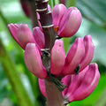 Pink Dwarf Banana Tree Seeds - 100 Count, Musa velutina, Rare Tropical Fruit Plant for Zone 7b, Hardy, Indoor & Outdoor Cultivation