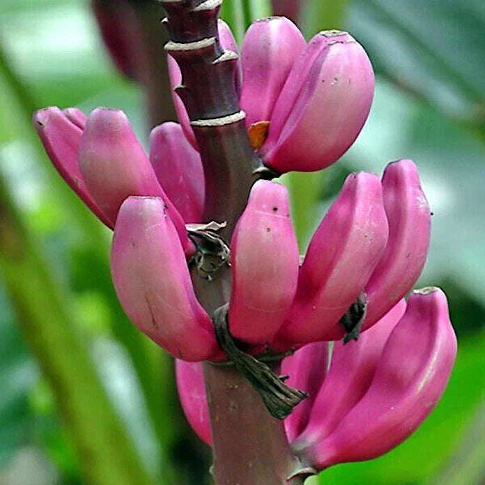 Pink Dwarf Banana Tree Seeds - 100 Count, Musa velutina, Rare Tropical Fruit Plant for Zone 7b, Hardy, Indoor & Outdoor Cultivation