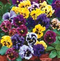 Pansy Seeds Frizzle Sizzle Mix – 50 Colorful Viola x wittrockiana Flower Seeds for Borders & Containers