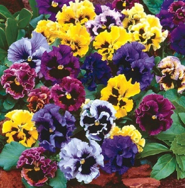 Pansy Seeds Frizzle Sizzle Mix – 50 Colorful Viola x wittrockiana Flower Seeds for Borders & Containers