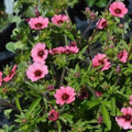 Potentilla Seeds 25+ Count Miss Willmot Yellow Flower Perennial Potentilla fruticosa