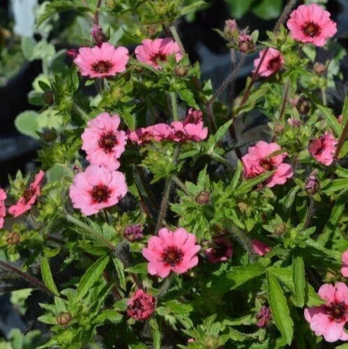 Potentilla Seeds 25+ Count Miss Willmot Yellow Flower Perennial Potentilla fruticosa