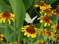 Clasping Yellow Coneflower Seeds, Native Wildflower for Pollinators & Cut Flowers, Rudbeckia amplexicaulis, 1000+ Seeds
