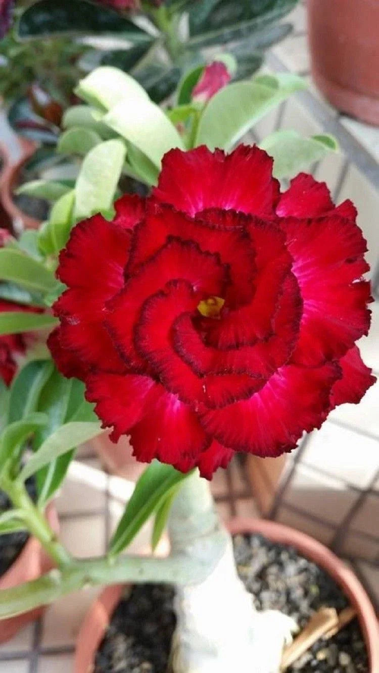 Red Black Tips Desert Rose Seeds, Adenium Obesum, Perennial Exotic Flower Seeds, Pack of 4