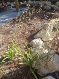 Eulophia Graminea Rhizomes - 2 Pack Ground Mini Orchid - Tropical Indoor Garden Plant - Vibrant Blooms, Low Maintenance