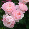David Austin Rose Cuttings, Freshly Cut, Rosa 'David Austin' Propagation Stock, Garden Planting Material