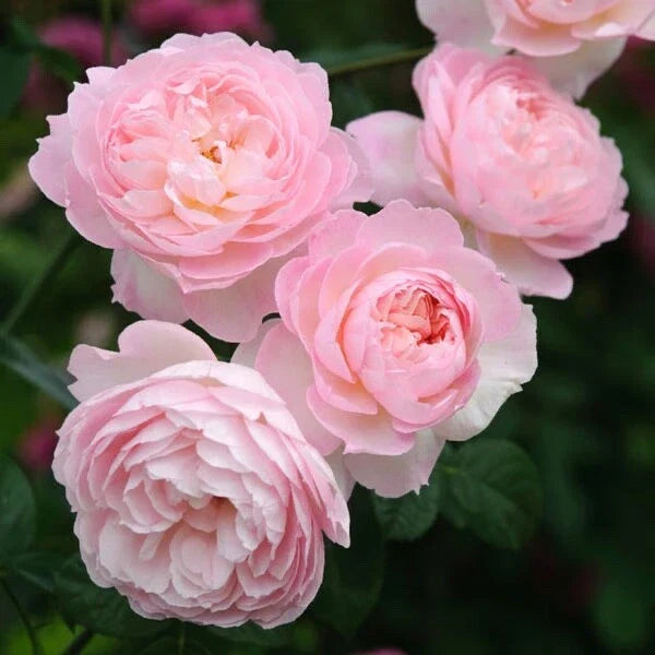 David Austin Rose Cuttings, Freshly Cut, Rosa 'David Austin' Propagation Stock, Garden Planting Material