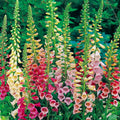 Foxglove Seeds - Excelsior Mix, Non-GMO Digitalis purpurea Flower Seeds, Perennial Garden Seed Packet