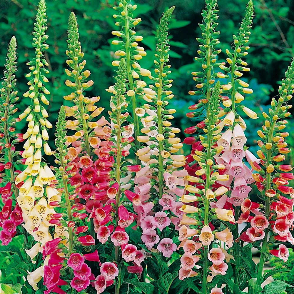 Foxglove Seeds - Excelsior Mix, Non-GMO Digitalis purpurea Flower Seeds, Perennial Garden Seed Packet