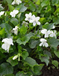 Organic Wild Striped Cream Violet Plant - Bareroot Viola striata Perennial Flower for Gardens
