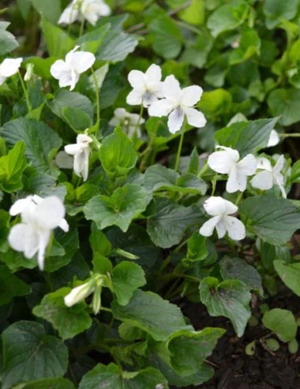 Organic Wild Striped Cream Violet Plant - Bareroot Viola striata Perennial Flower for Gardens