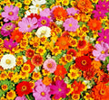 Native Wildflower Seed Mix - 2000+ Seeds, 19 Flowering Annuals, Easy to Grow, Pollinator Attracting, Cut Flowers, Wildflower Mix