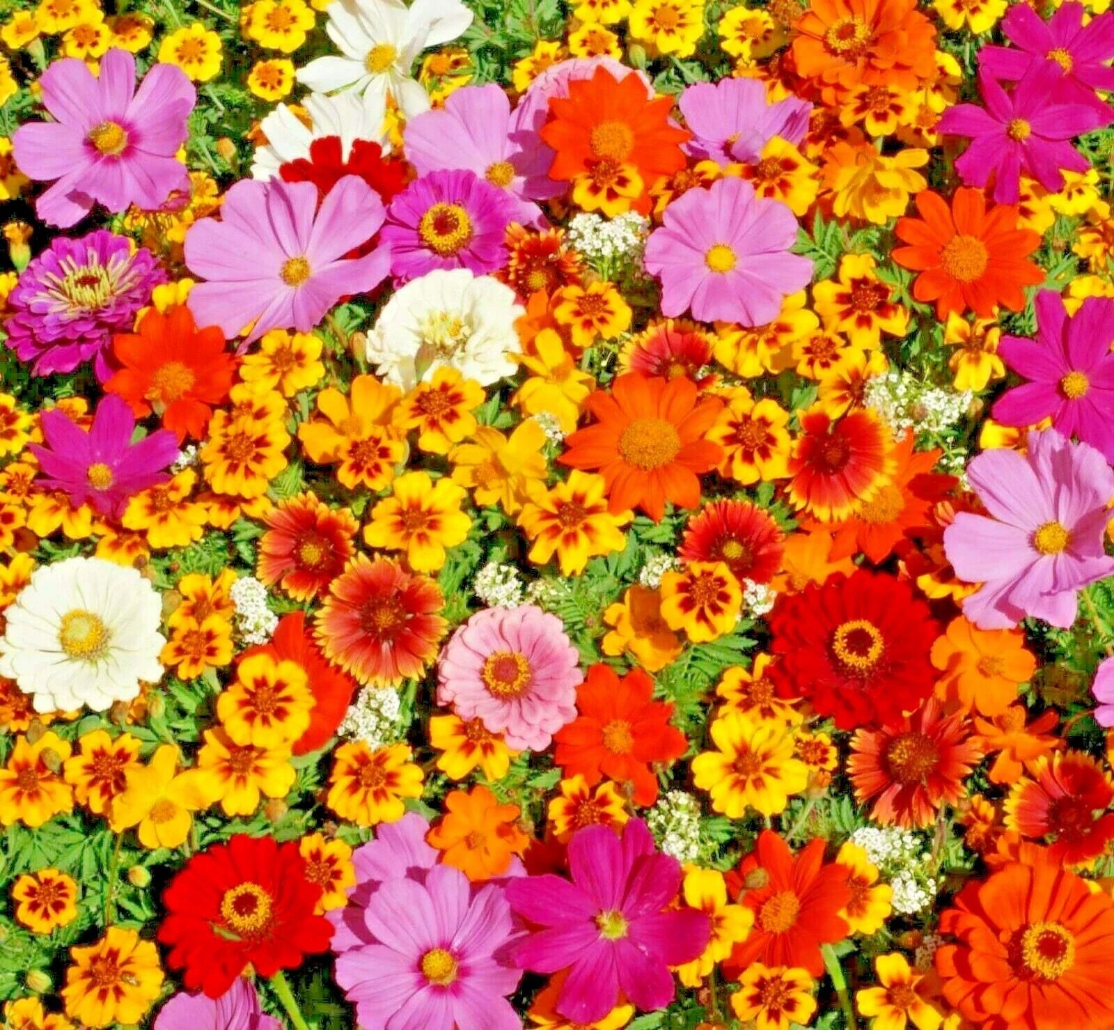Native Wildflower Seed Mix - 2000+ Seeds, 19 Flowering Annuals, Easy to Grow, Pollinator Attracting, Cut Flowers, Wildflower Mix