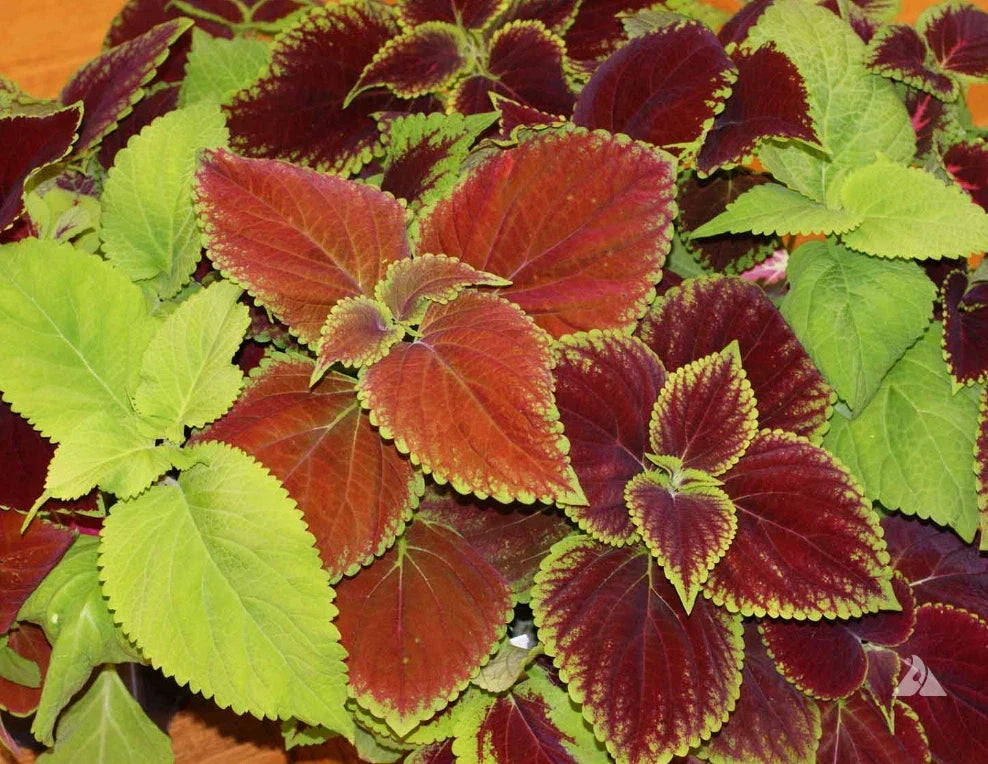 Coleus Seeds Rainbow Mix 500 Non-GMO Annual Shade Garden Plants Plectranthus scutellarioides