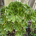 Green Aeonium Succulent Cuttings 20 Pieces, Aeonium arboreum 'Zwartkop' for Propagation & Arrangements