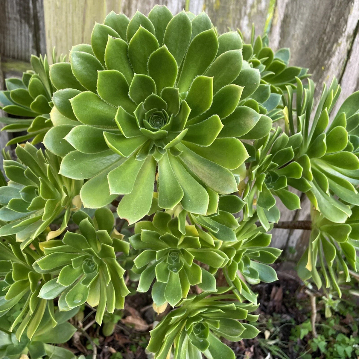 Green Aeonium Succulent Cuttings 20 Pieces, Aeonium arboreum 'Zwartkop' for Propagation & Arrangements