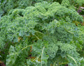 Dwarf Siberian Kale Seeds - Non-GMO Heirloom Brassica oleracea var. sabellica for Small Gardens & Urban Farming