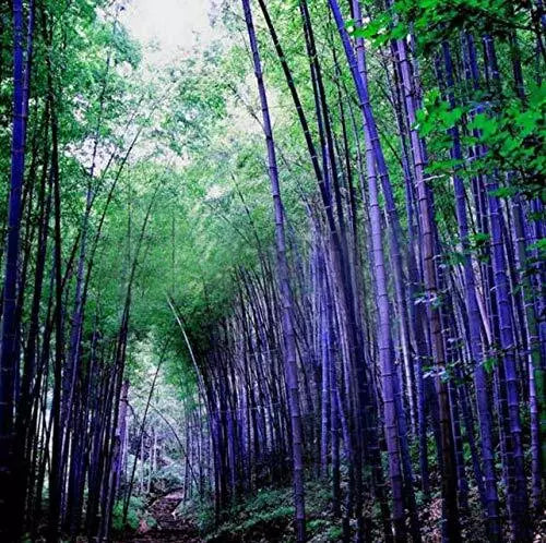 Rare Purple Bamboo Seeds 50pcs Phyllostachys nigra 'Henon' for Indoor & Outdoor Gardens