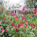 Eastern Red Columbine Seeds - 100+ Perennial Wildflower for Shade Garden - Aquilegia canadensis