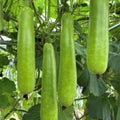 Long Bottle Gourd Seeds 35pcs Non-GMO Calabash Gourd Seeds for Planting Lagenaria siceraria Seed Packet