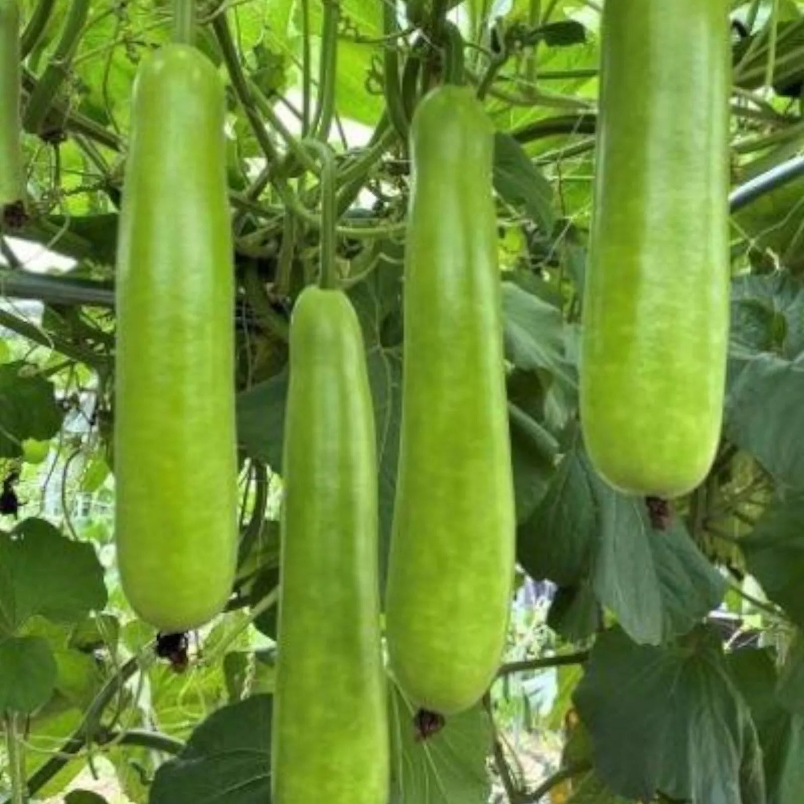 Long Bottle Gourd Seeds 35pcs Non-GMO Calabash Gourd Seeds for Planting Lagenaria siceraria Seed Packet