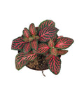 Red Nerve Plant Live Potted House Plant 2.5" Fittonia albivenis, Air Purifying, Red Veined Leaves, Terrarium-Friendly