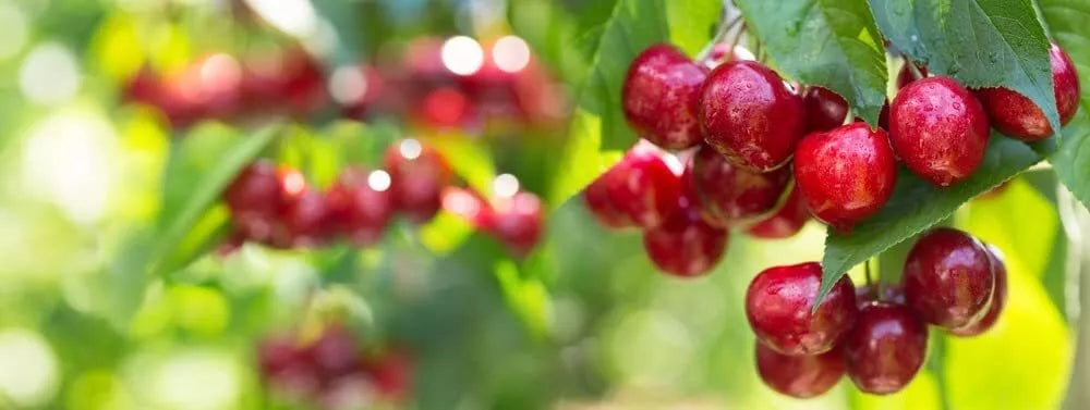 Sweet Cherry Tree Seeds - 20 Pack Prunus avium for Home Gardening, Fruit Trees & Orchards