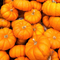 Jack Be Little Pumpkin Seeds – Mini Orange Cucurbita pepo for Halloween & Fall Decorations, Untreated, Non-GMO Seeds