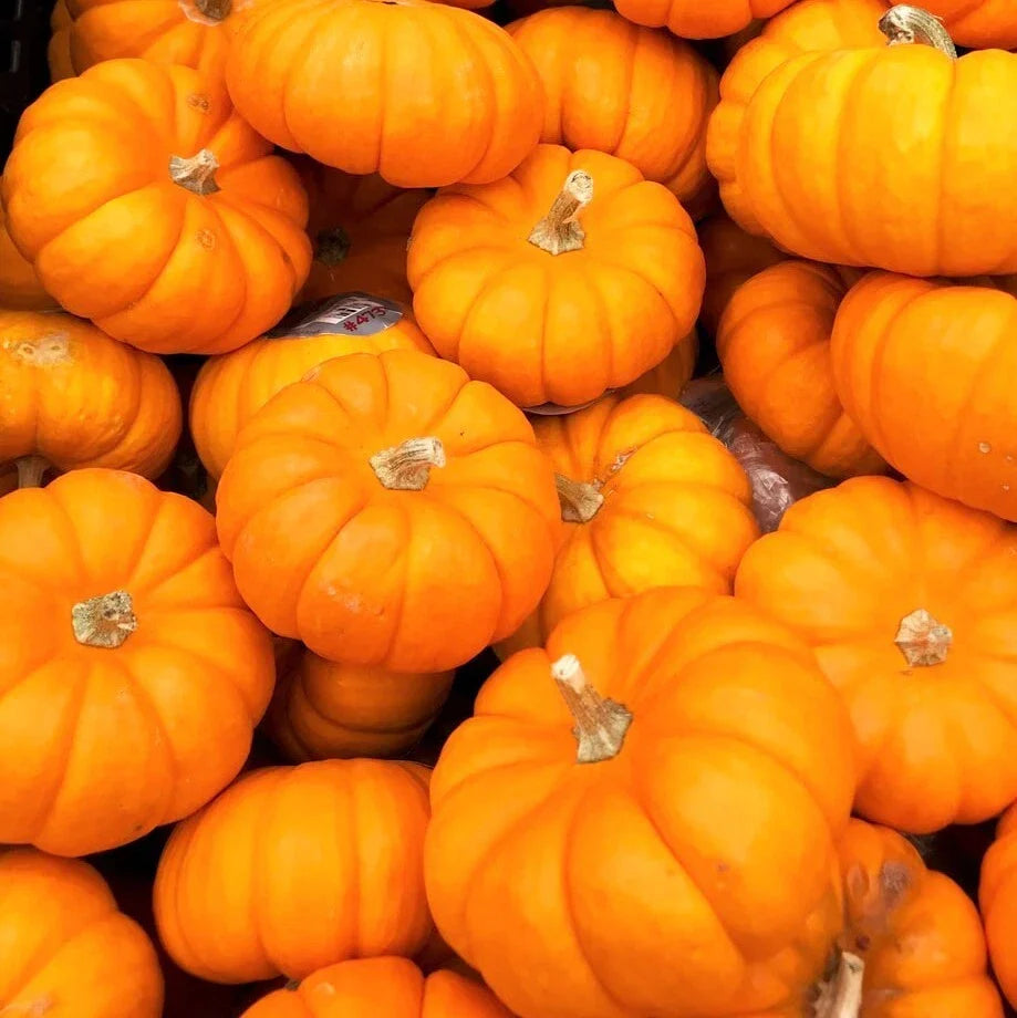Jack Be Little Pumpkin Seeds – Mini Orange Cucurbita pepo for Halloween & Fall Decorations, Untreated, Non-GMO Seeds
