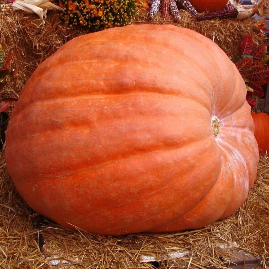 Atlantic Giant Pumpkin Seeds 5 Pack - Cucurbita maxima - Non-GMO, Giant Pumpkin for Growing & Competition