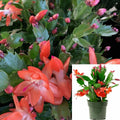 Christmas Cactus Live Plant 4-Inch Pot Orange Red Schlumbergera bridgesii Indoor Succulent Decor