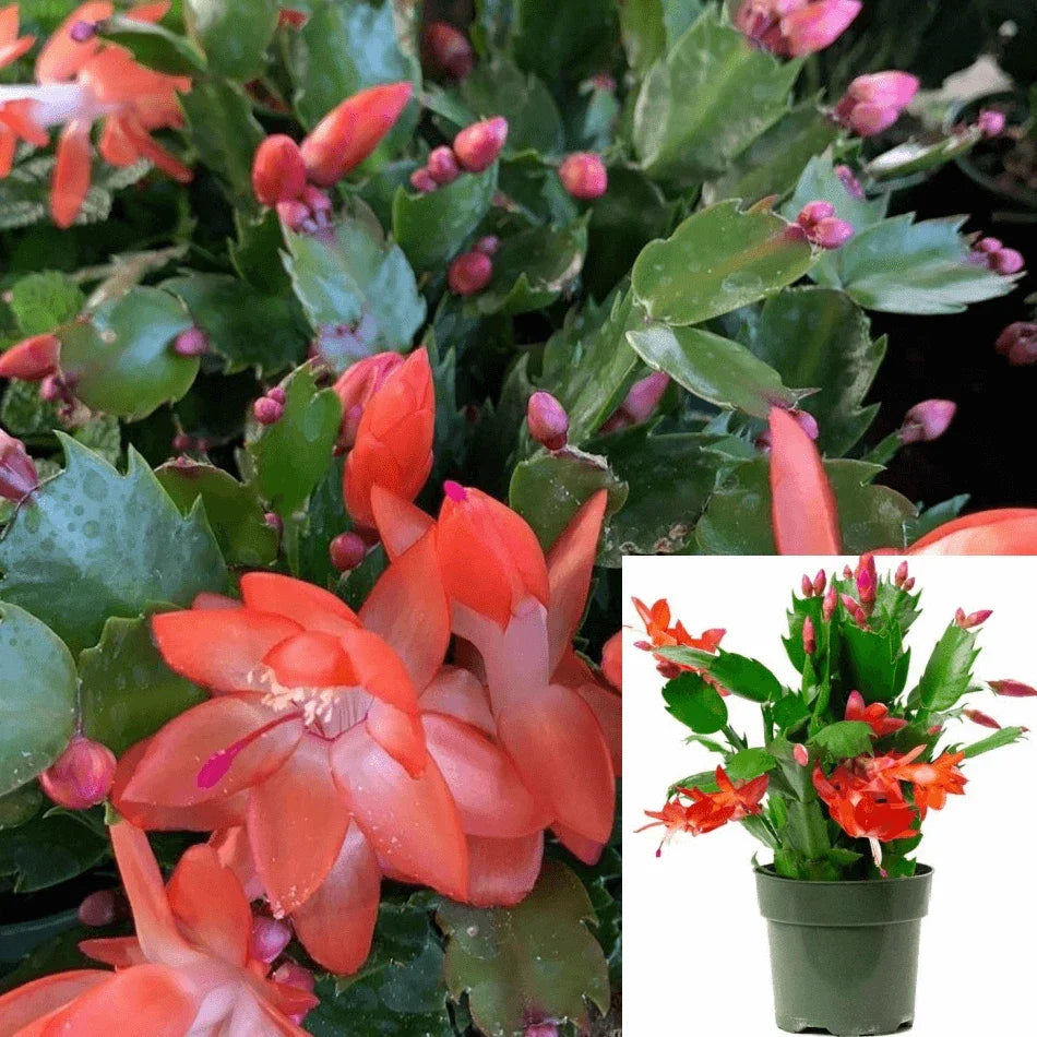 Christmas Cactus Live Plant 4-Inch Pot Orange Red Schlumbergera bridgesii Indoor Succulent Decor