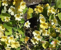 Moonlight Nasturtium Seeds - 50+ Pack, Creamy-Yellow Flowers, Edible, Tropaeolum majus, Annual Garden Planting, Easy to Grow